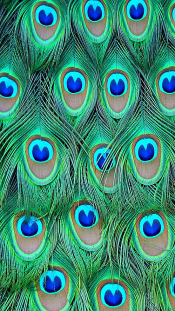Peacock, Feather HD phone wallpaper