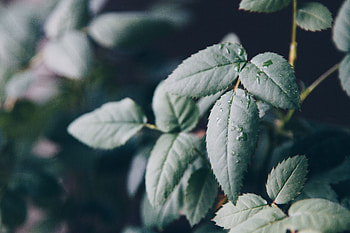 Drops, Macro, Blur, Smooth, Sheet, Leaf, Dew HD wallpaper
