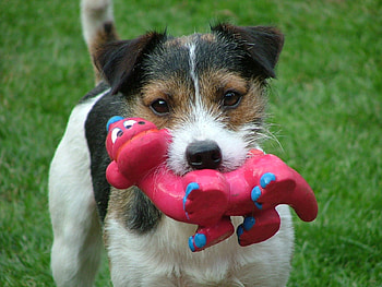 Happy with my new toy, sweet, toy, dogs, jack russel, pink, member, family, pretty, animals, love, pet, always, paw, lovely, forever HD wallpaper