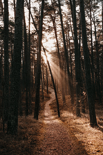 Nature, Trees, Autumn, Forest, Path, Sunlight HD phone wallpaper