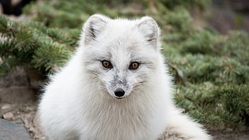 74 , Arctic Fox HD wallpaper