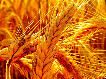 Plants, Wheat HD wallpaper