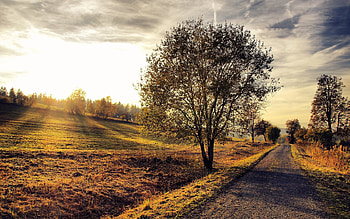 Nature, Sun, Shine, Light, Wood, Rays, Beams, Tree, Color, Colors, Slope, Shadows, Dirt, Track, Unpaved HD wallpaper