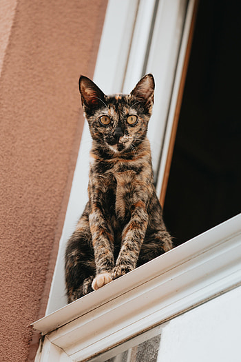 Animals, Cat, Pet, Sight, Opinion, Window HD phone wallpaper