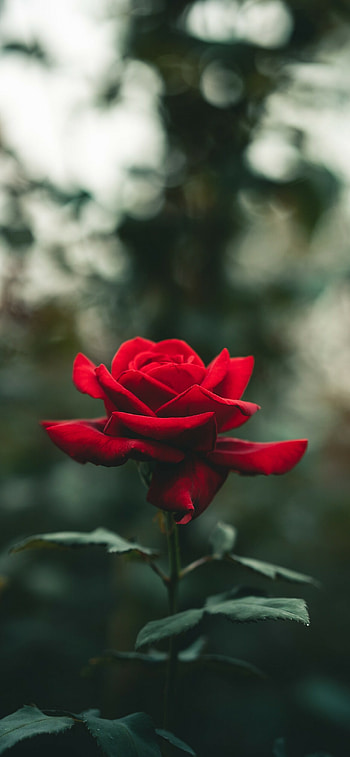 Rose, Beautiful flower, Vibrant colors, Nature's elegance HD phone wallpaper