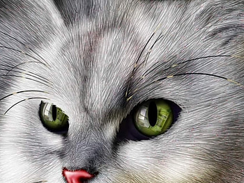 Cat, digital, art, animals HD wallpaper