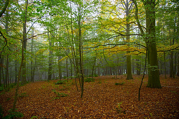 Foggy Forest in Fall, Fog, Trees, Fall, Nature, Forests, Autumn HD wallpaper