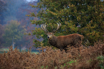 Animals, Forest, Deer, Horns, Thicket, Thickets HD wallpaper