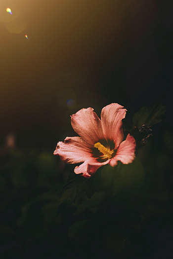 Flowers, Flower, Macro, Dark, Bloom, Flowering HD phone wallpaper
