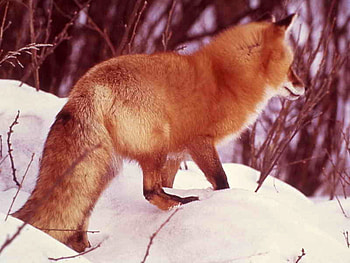 Red Fox, beautiful, fox, , red HD wallpaper