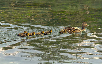 Duck Family, ducks, birds, water, family HD wallpaper