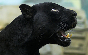 Jaw, Black Panthers HD wallpaper