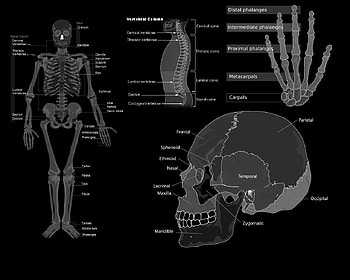 Anatomy, Artistic HD wallpaper