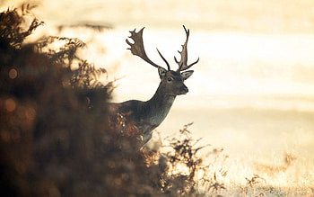 Animals, Grass, Shine, Light, Blur, Smooth, Field, Deer HD wallpaper