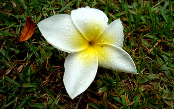 Plants, Flowers HD wallpaper