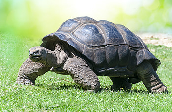 Fascinating tortoise facts, Amazing reptile abilities, Seasonal adaptations, Nature's marvels HD wallpaper