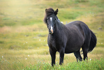 Animals, Field, Iceland Horse, Mare HD wallpaper