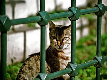 prisoner, cat HD wallpaper