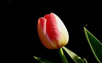 Flowers, Flower, Bud, Black Background, Tulip HD wallpaper