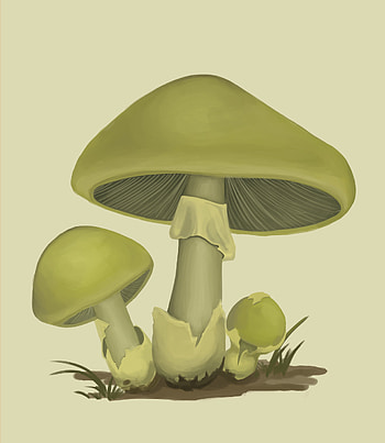 Amanita phalloides, Death cap, Mushroom's allure, Nature's artwork HD phone wallpaper