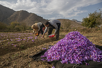 Harvesting, Saffron HD wallpaper