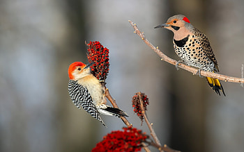Woodpeckers, branches, two, birds HD wallpaper