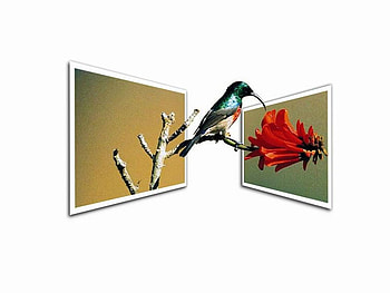 bird, plazma, 3d, flower HD wallpaper