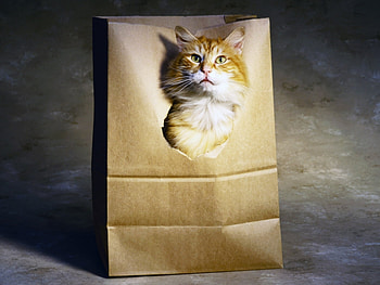 Animals, Cats HD wallpaper