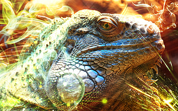 Dr.Dragon, dragon, , creature, reptile, 1900x1200 HD wallpaper