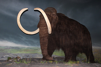 Woolly Mammoth, animal, extinct, Mammuthus primigenius, woolly, Royal BC Museum, mammoth, hairy elephant, Victoria Canada, tusks, Museum exhibit HD wallpaper