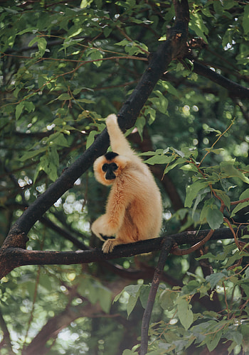 Animals, Branches, Monkey, Primate HD phone wallpaper