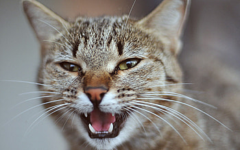 Animals, Cat, Muzzle, Eyes, Fear, Scream, Cry HD wallpaper