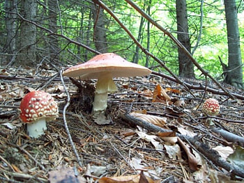 Mushroom, graphy, leaves, red, bulgaria, fallen, trees, nature, , forest HD wallpaper