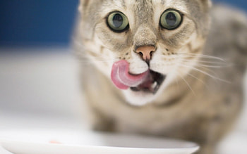 Cat, animal, meow, kitty HD wallpaper
