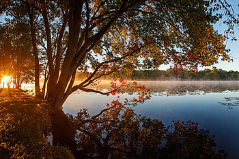 Lake Tree Reflection, lake, tree, reflection, nature, autumn HD wallpaper