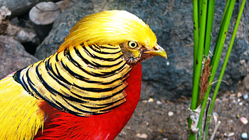 Golden-pheasant, Pasari, viu, coloreate, exotice HD wallpaper