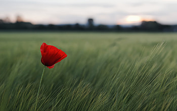 Plants, Flowers, Poppies HD wallpaper