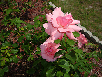 Pink Powder-puff Trio, rose, pink, flowers, florida HD wallpaper