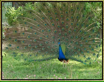 Peacock2, blue, animal, bird, graphy, nature, peacock HD wallpaper