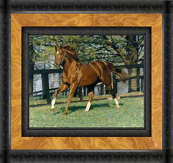 Secretariet F2, horse, graphy, racing, secretariet, thorobred, belmont, equine, champion, derby, kentucky, , racehorse, preakness, big red, triple crown, thoroughbred HD wallpaper