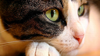 Animals, Cat, Muzzle, Eyes, Close-Up HD wallpaper