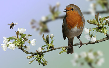 Birds, Animals HD wallpaper
