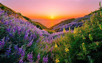 Beautiful flowers by the sea, wildflowers, sea, coast, , beautiful, sky, sunrise, sunset, hills HD wallpaper