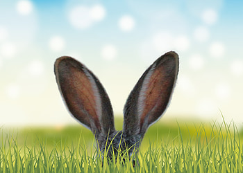 Rabbit Ears In The Grass , rabbit, animals, grass HD wallpaper
