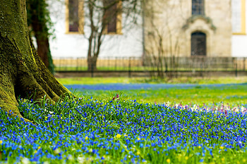 Nature, Flowers, Macro, Wood, Tree, Earth, Land, Trunk HD wallpaper