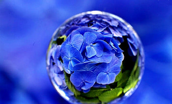 Drops of Hydragea, hydragea, reflection, drops, vector, flowers, water HD wallpaper