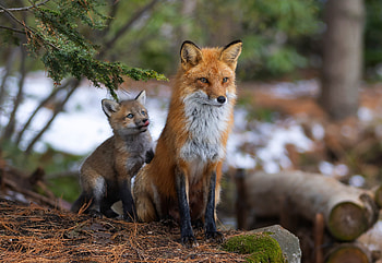 Majestic Foxes in the Wild - Animal, Animal, fox HD wallpaper