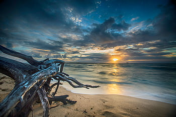 Tranquil sunrise over the ocean with driftwood on a sandy beach, capturing nature's beauty. HD wallpaper