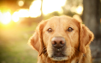 Dog, pay, dogs, cute, puppies, beauty, dog face, animals, adorable, sweet, beautiful, playful, playful dog, puppy, pretty, face, lovely, bubbles HD wallpaper