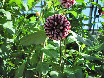 A fabulous day at Edmonton garden 43, purple, leaves, graphy, green, Flowers, Dahlia HD wallpaper